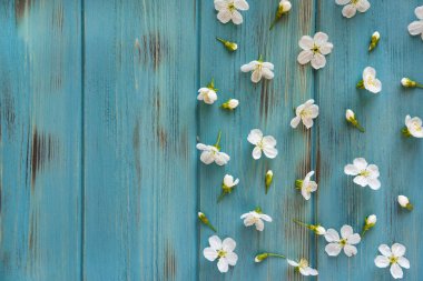 Cherry flowers on a blue wooden background. Spring pattern on aged background. View from above. Background for banner, blog post. Frame for greeting card with spring flowers.