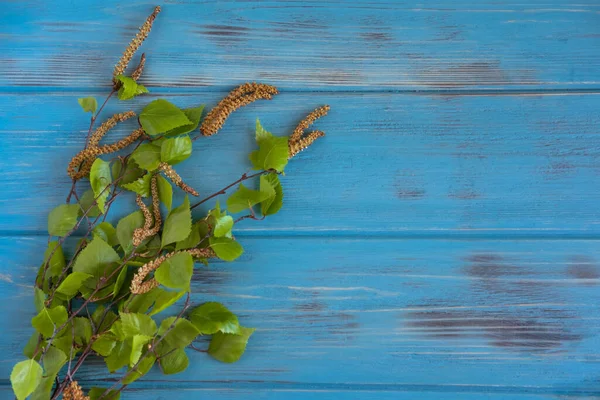 Spring background with birch branches on a blue wooden background with a place for inscription. Frame for spring text. Banner design