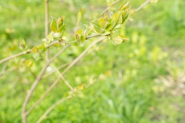 Çiçeklerle dolu çalıların bahar fotoğrafı. İlkbaharda parkta çalılar. İlkbaharda bitkiler. Yaprak büyümesi
