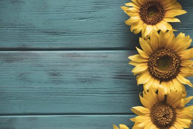 Mavi arka planda ayçiçekleri olan metin çerçevesi. Çiçekli bir karşılama yazısı için arkaplan.