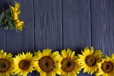 Gri ahşap arka planda ayçiçekleri olan bir çerçeve. Kutlama afişi arkaplanı, çiçekli kart.