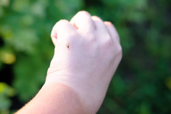 Nahaufnahme Moskitos, die auf einer Hand sitzt. Insekten im Sommer. Mückenstiche — Stockfoto