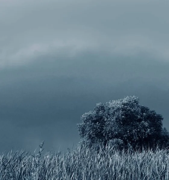 Bäume Himmel Und Wolken Monochrome Fotografie Dunkle Wolken — Stockfoto