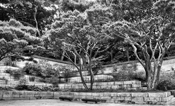 Сосновый Пейзаж Кореи Черно Белое Фото — стоковое фото