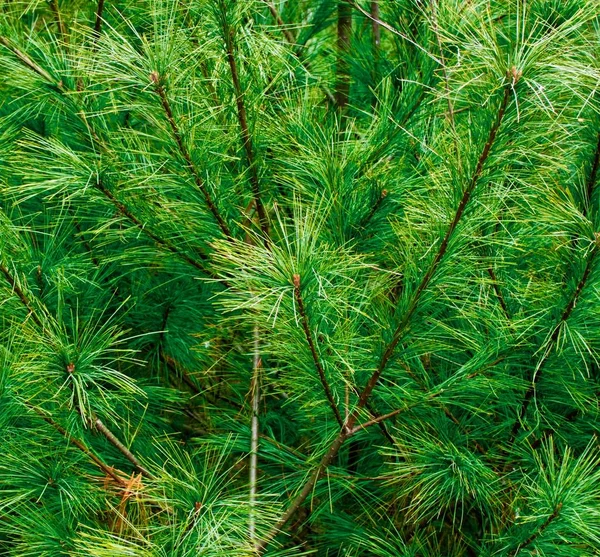 Korea Dennennaaldlandschap Herfst Dennennaalden — Stockfoto