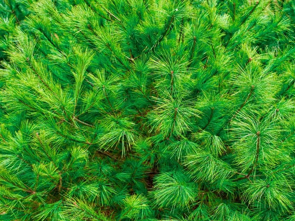 韓国の松の針風景 秋の松の針 — ストック写真