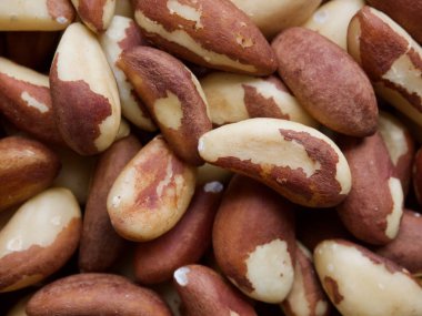 Brezilya fıstığı ahşap kurullarında