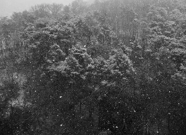 Снежный Зимний Горный Пейзаж Корее Монохромная Фотография — стоковое фото
