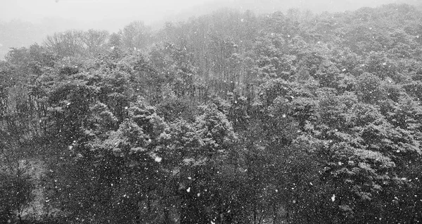 Verschneite Winterberglandschaft Korea Monochrom Fotografie — Stockfoto