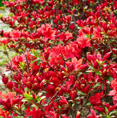 Açelya çiçek alan içinde Korea