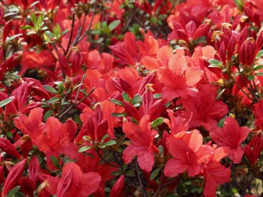   Kore 'deki Azalea Çiçek Tarlası, Rhododendron schlippenbachii