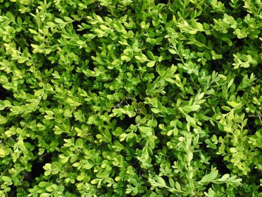 Kore ormanında taze yeşil yapraklar