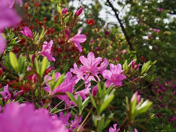 Цветочное Поле Азалии Корее Рододендрон Шлиппенбаха — стоковое фото