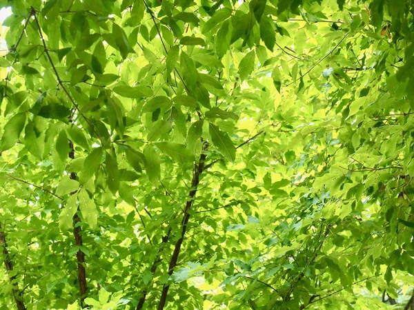 Свіже Зелене Листя Корейському Лісі — стокове фото