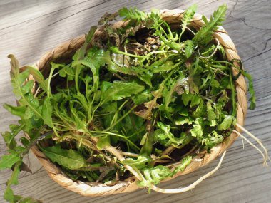 Açelya çiçek alan içinde Korea