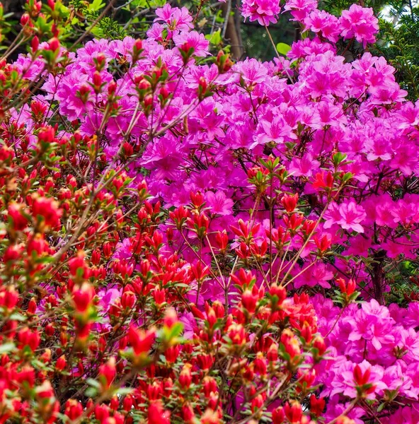 Azalia Kwiat Pole Korei — Zdjęcie stockowe