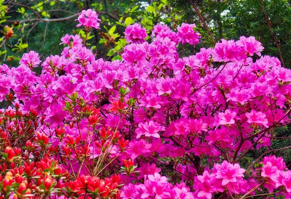 Azalea Flower Field Korea — Stock Photo, Image