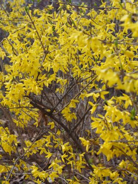 Korean spring flowers Forsythia, Yellow flower