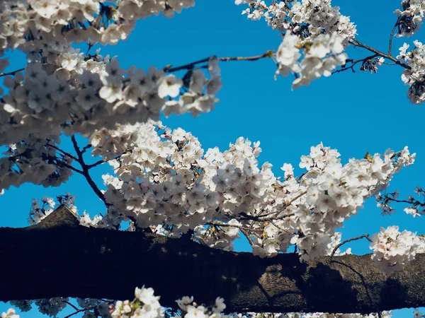 Kirschblütenlandschaft Der Stadt Cheongju Südkorea — Stockfoto