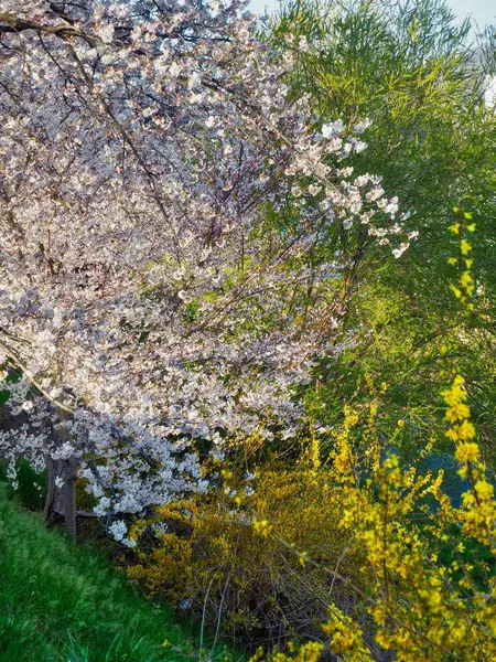 Kiraz Çiçeği Manzara Cheongju City Güney Kore — Stok fotoğraf