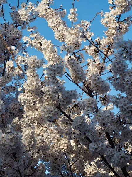 Kirschblütenlandschaft Der Stadt Cheongju Südkorea — Stockfoto