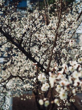 Erik çiçeği sahne içinde Korea