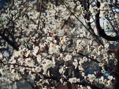 Erik çiçeği sahne içinde Korea