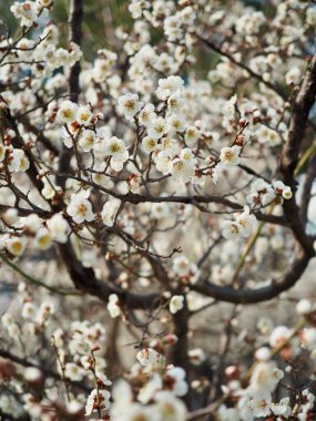 Erik çiçeği sahne içinde Korea