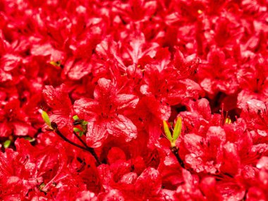   Kore 'deki Azalea Çiçek Tarlası, Rhododendron schlippenbachii