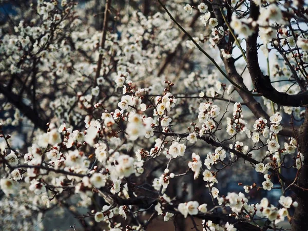 Erik çiçeği sahne içinde Korea