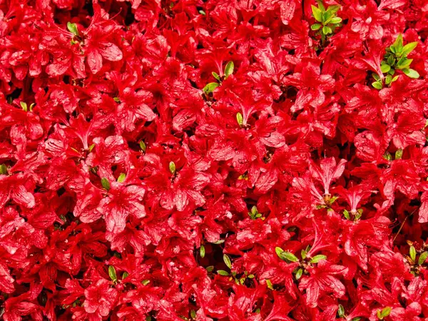 Azaleen Blumenfeld Korea Rhododendron Schlippenbachii — Stockfoto