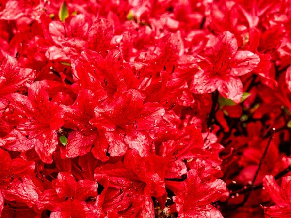Azalea Flower Field Korea Rhododendron Schlippenbachii — Stock Photo, Image