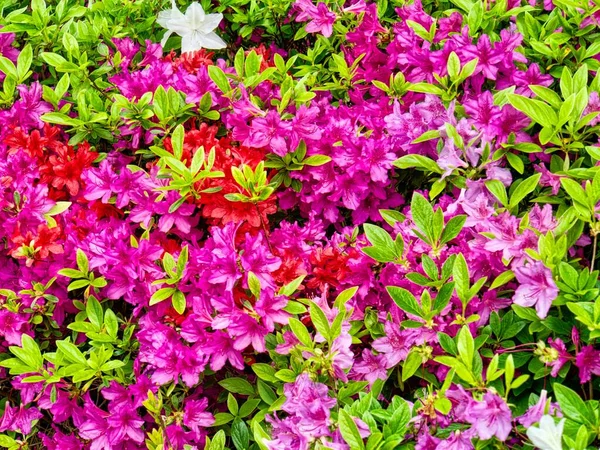 Azalea Flower Field Koreji Rhododendron Schlippenbachii — Stock fotografie