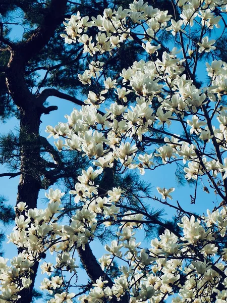 Korea Cheongju Stadt Weiße Magnolienblüte — Stockfoto