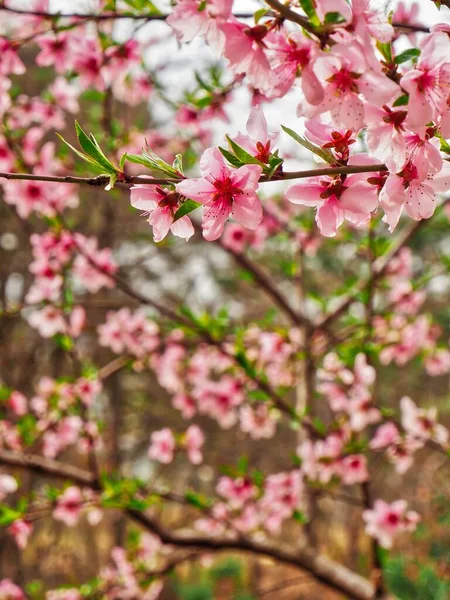 Décor Fleur Prunier Corée — Photo