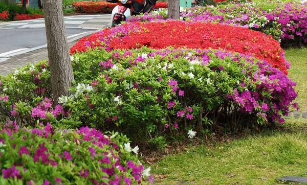 Kore Deki Azalea Çiçek Tarlası Rhododendron Schlippenbachii — Stok fotoğraf