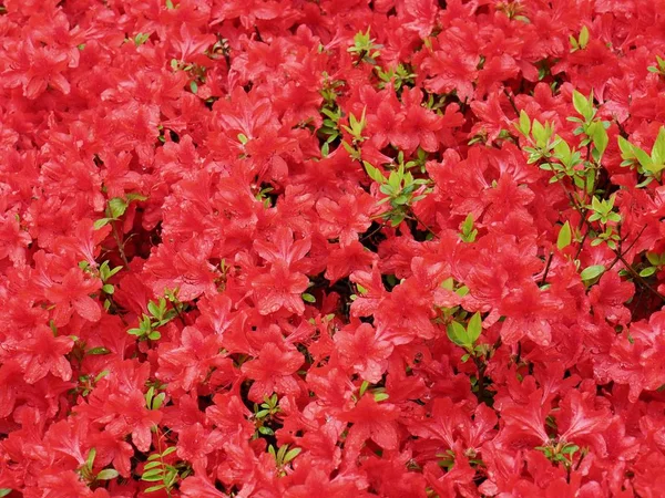 Azaleen Blumenfeld Korea Rhododendron Schlippenbachii — Stockfoto