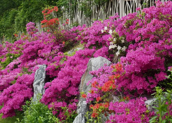 Campo Flores Azalea Coréia Rhododendron Schlippenbachii — Fotografia de Stock