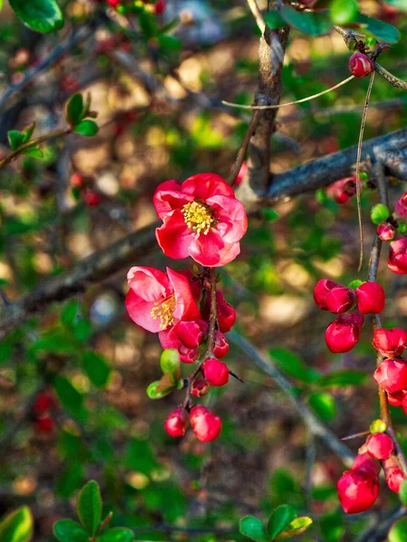 Цветы Кореи Chaenomeles Speciosa — стоковое фото