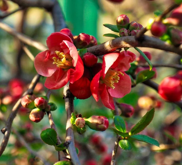 Цветы Кореи Chaenomeles Speciosa — стоковое фото