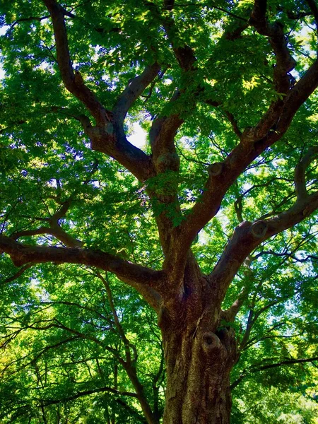 Koreanische Bäume Und Grüne Blätter Wald — Stockfoto