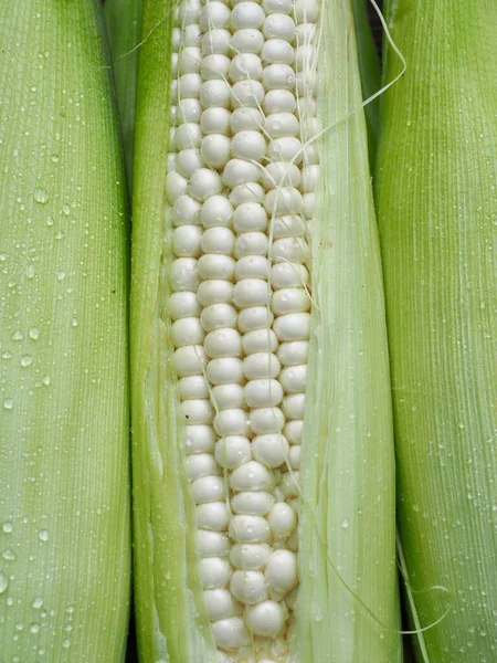 Korea Fresh Organic Corn Background — Stock Photo, Image