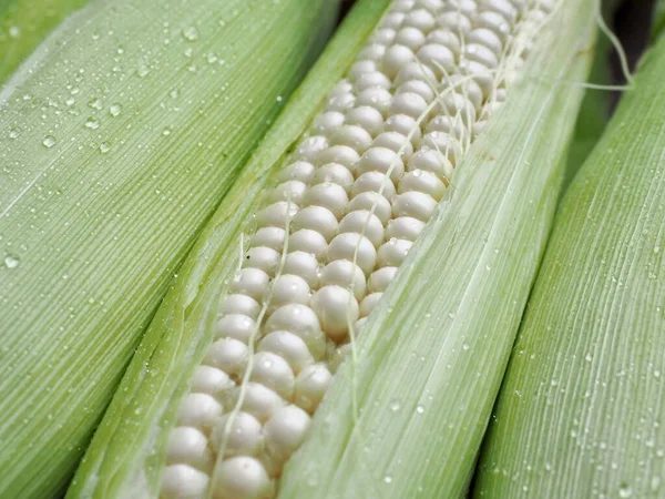 Korea Fresh Organic Corn Background — Stock Photo, Image