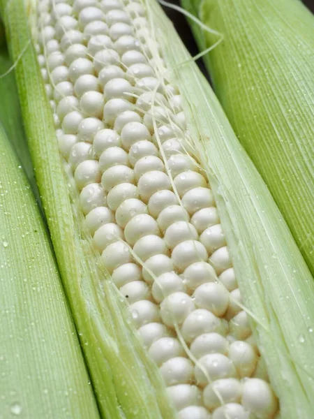 Korea Fresh Organic Corn Háttér — Stock Fotó