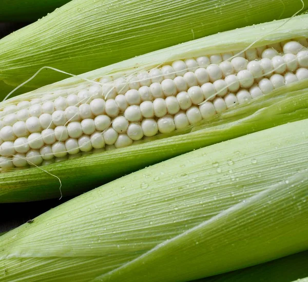 Korea Fresh Organic Corn Background — Stock Photo, Image