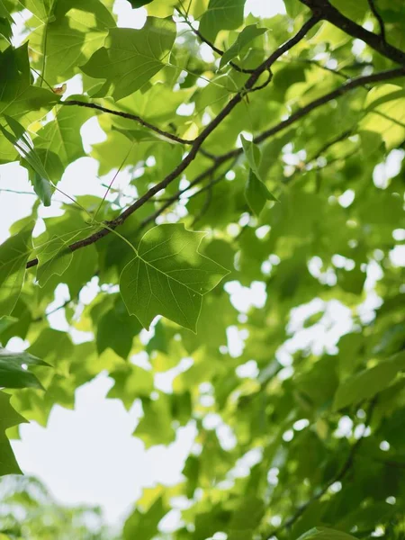 Frische Grüne Blätter Koreanischen Wald — Stockfoto