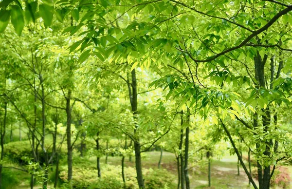 Frische Grüne Blätter Koreanischen Wald — Stockfoto