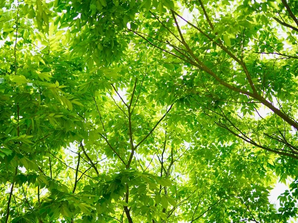 Frische Grüne Blätter Koreanischen Wald — Stockfoto