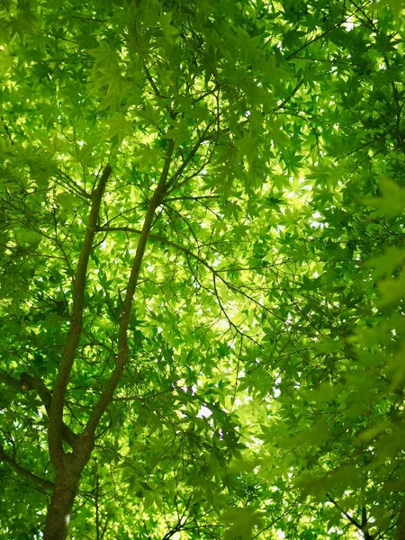 Frische Grüne Blätter Koreanischen Wald — Stockfoto