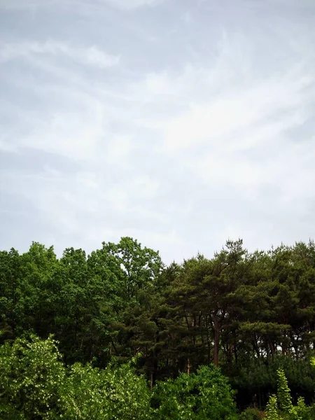 Grönt Lövträd Och Klar Himmel — Stockfoto